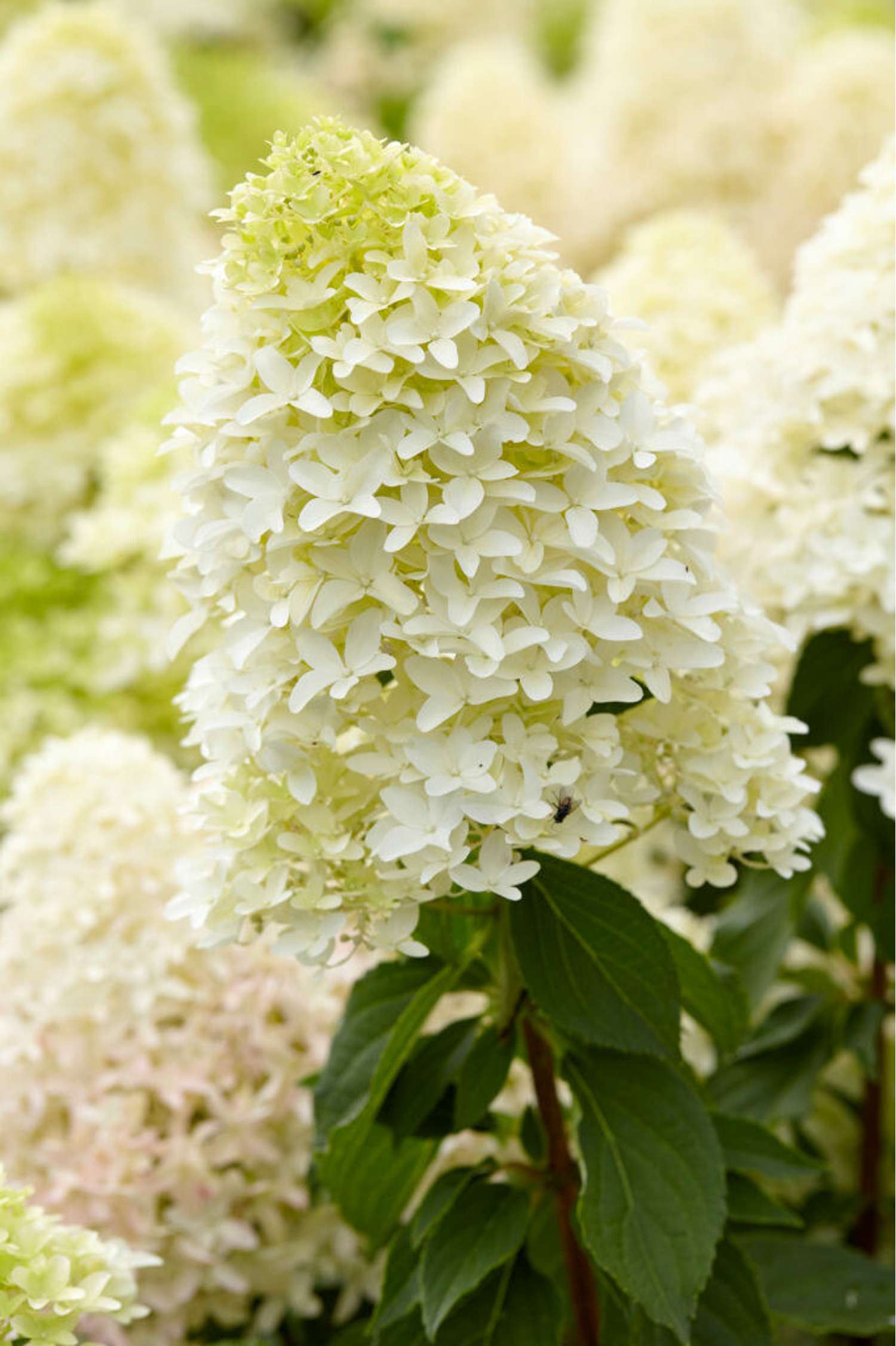 Syyshortensia ‘Skyfall’
